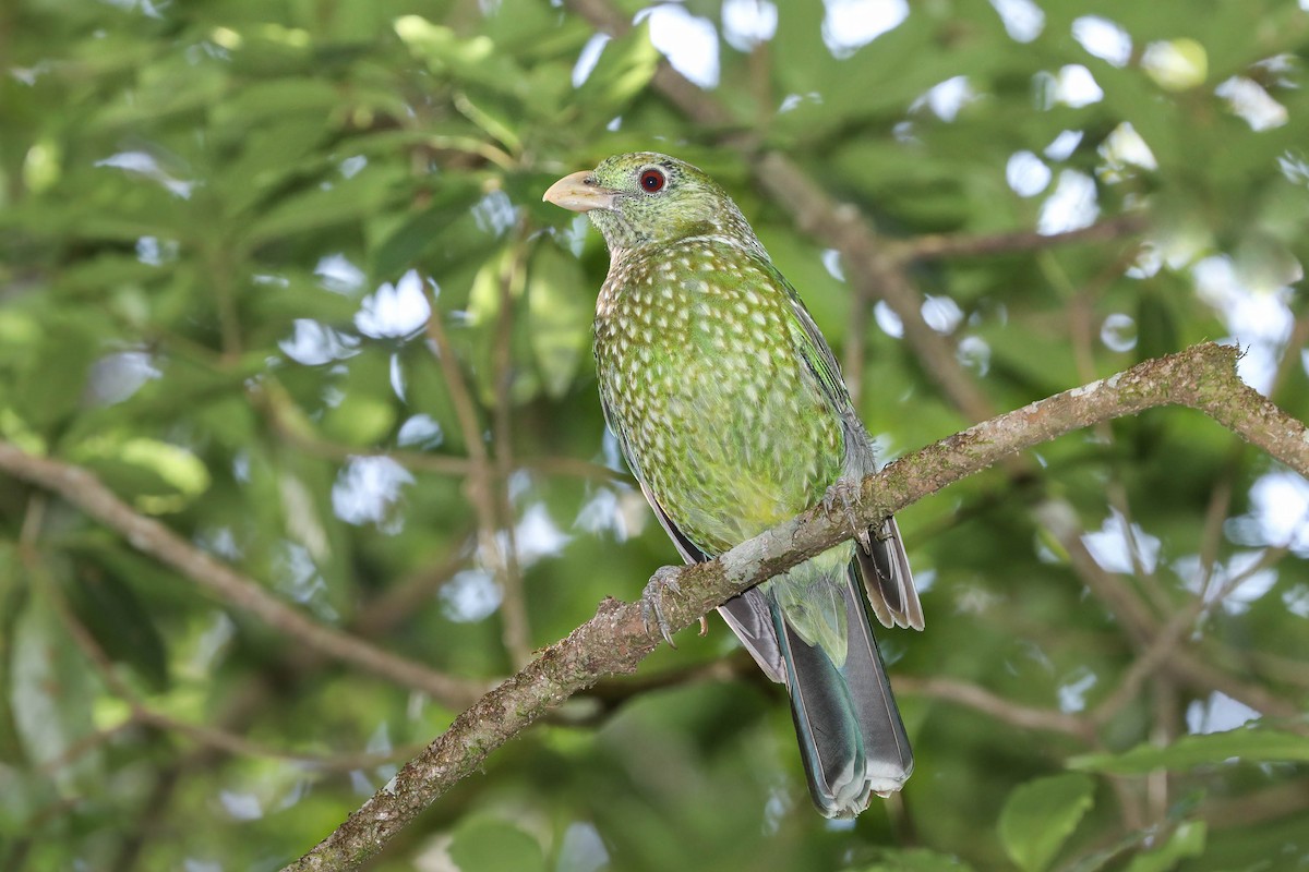Green Catbird - Ged Tranter