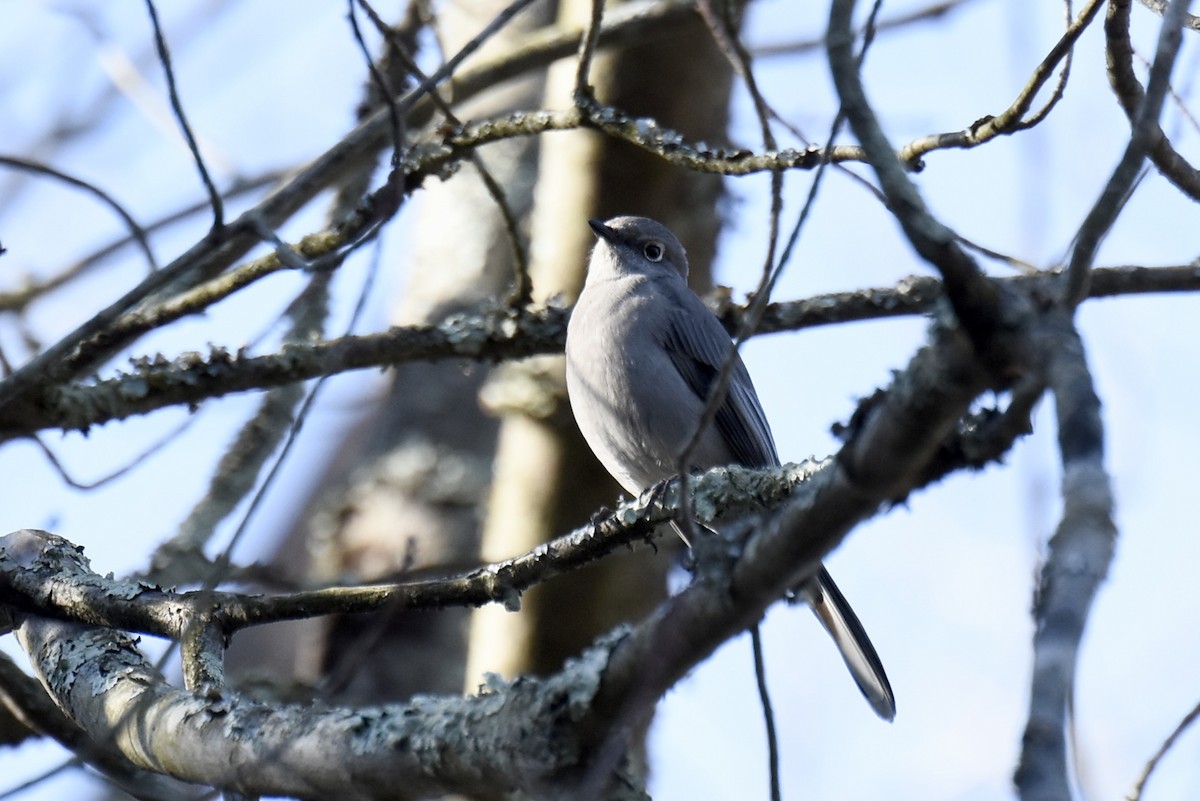 Townsend's Solitaire - ML283925121