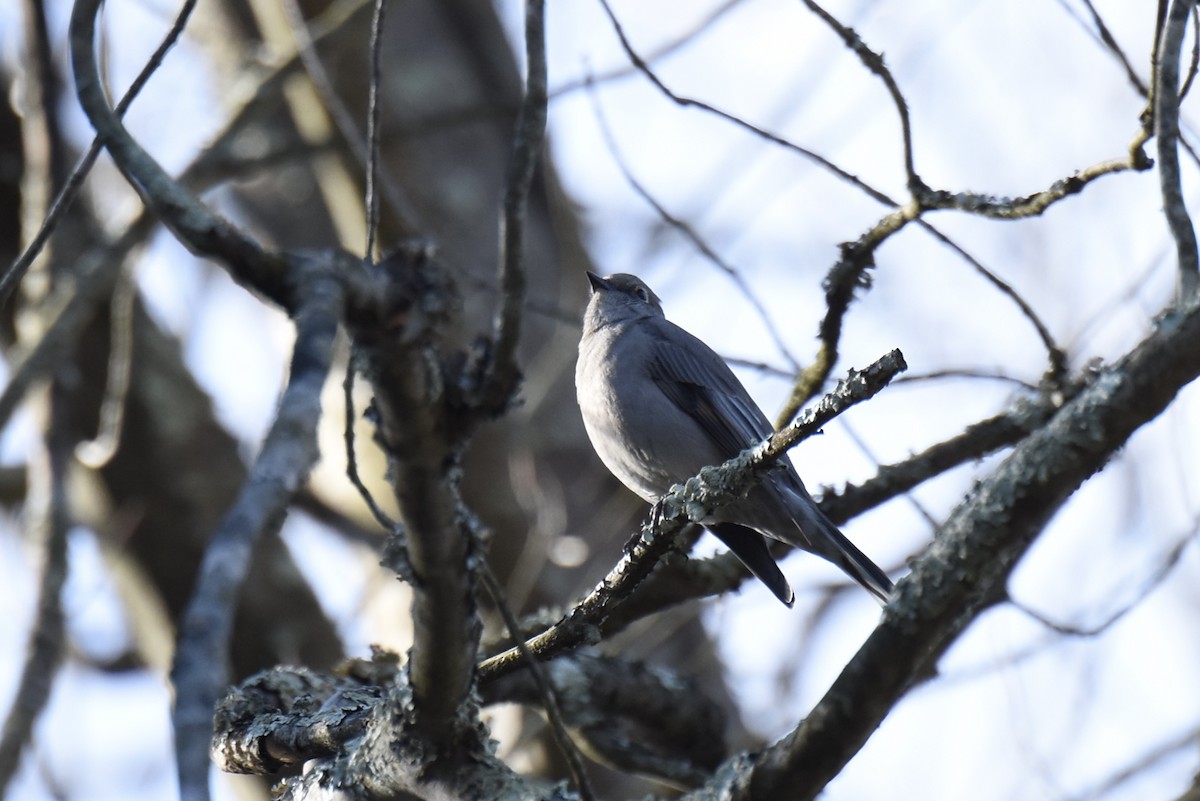 Townsend's Solitaire - ML283925131