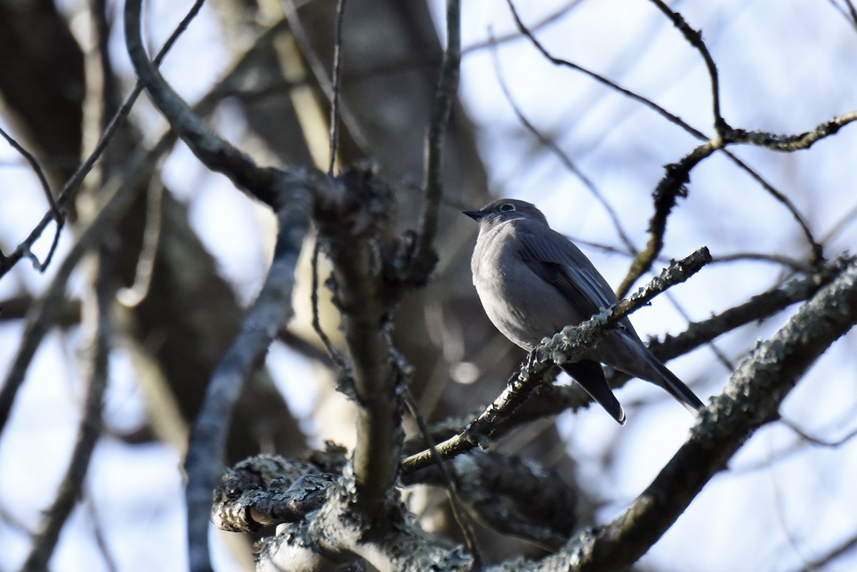 Townsend's Solitaire - ML283925141