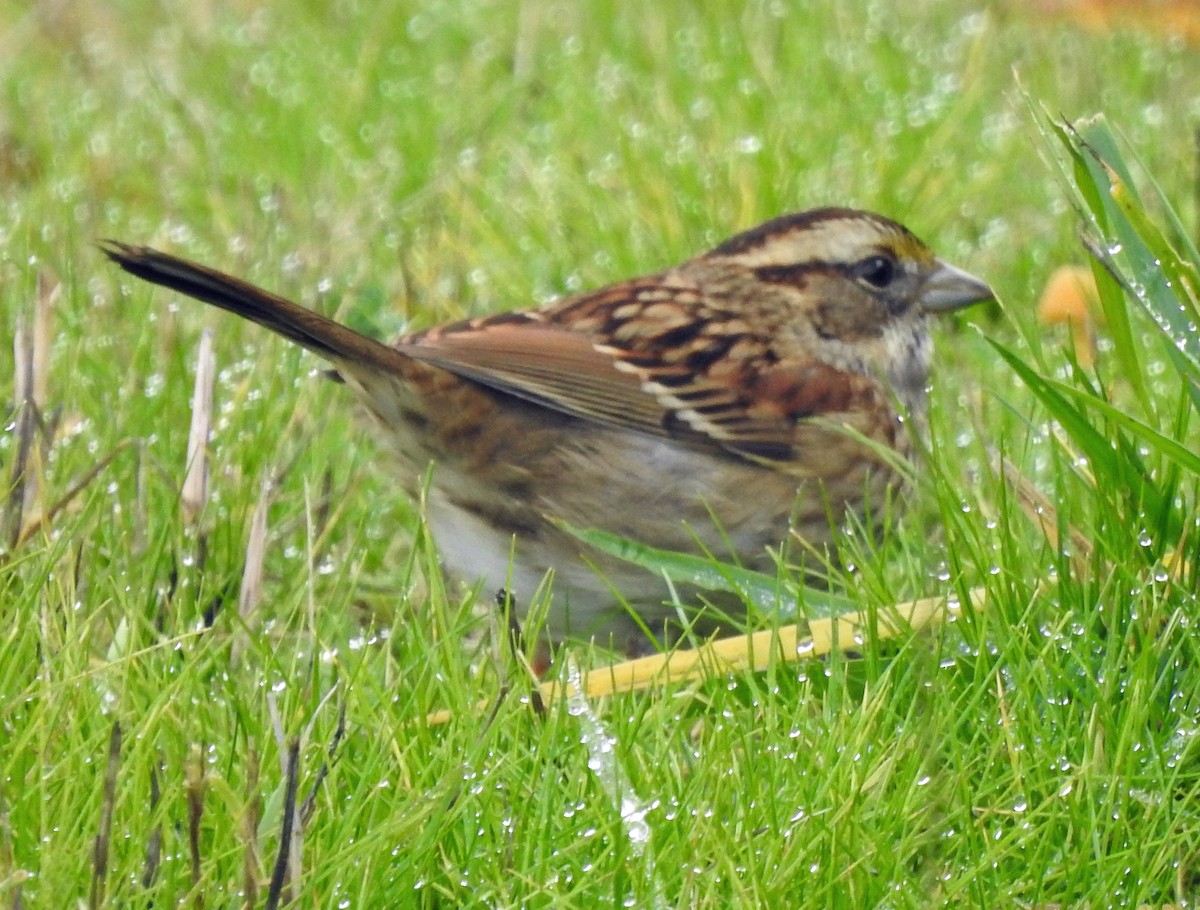 White-throated Sparrow - Jim Scott