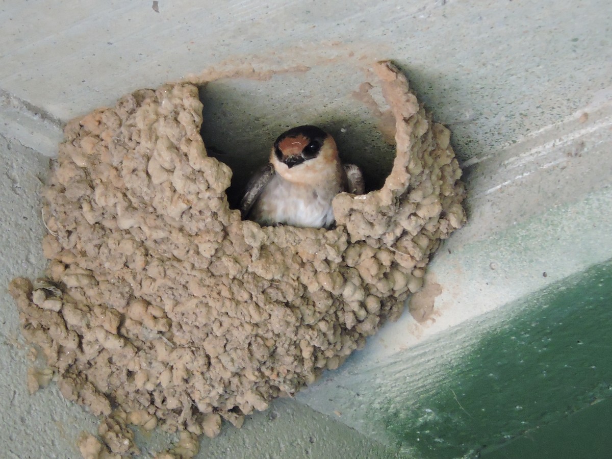 Cave Swallow (Texas) - John Patten Moss