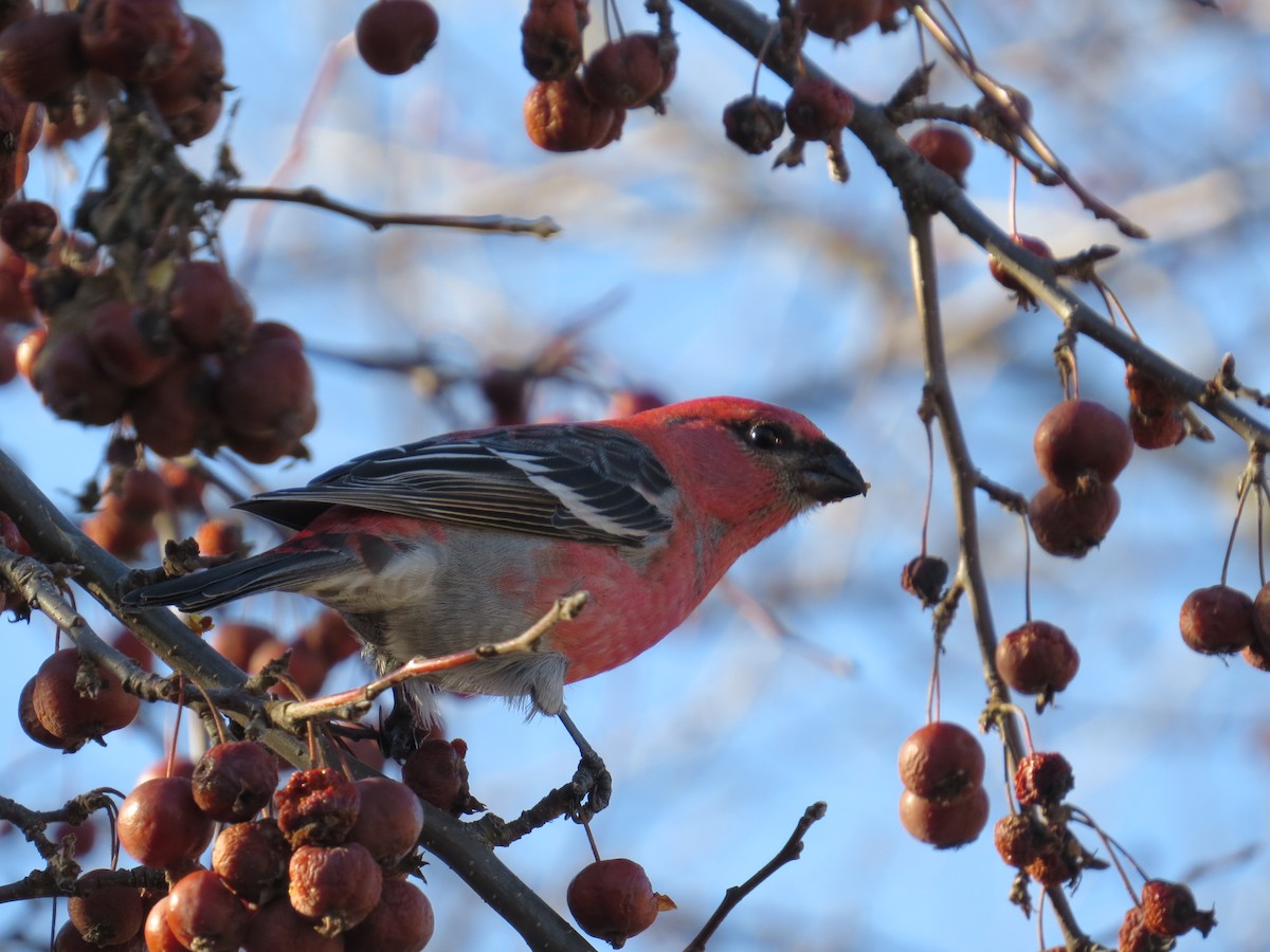 A “Superflight” of Finches - New Hampshire eBird