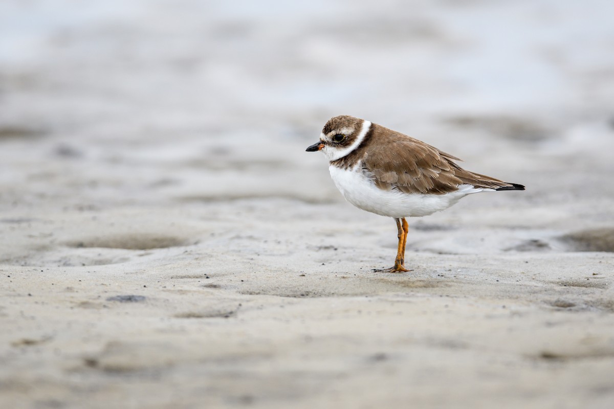 Semipalmated Plover - ML283953261
