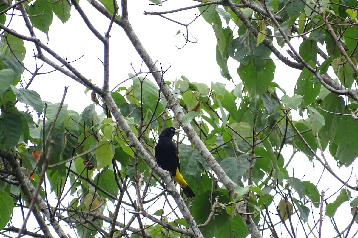 Yellow-rumped Cacique - ML283954841