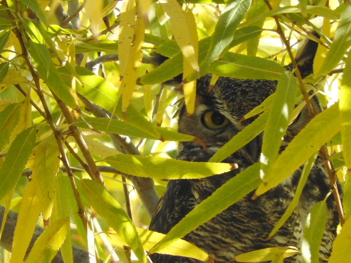 Great Horned Owl - ML283956761
