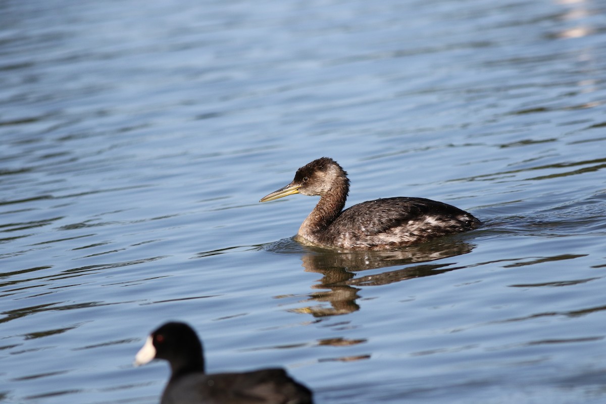 Red-necked Grebe - ML283958751