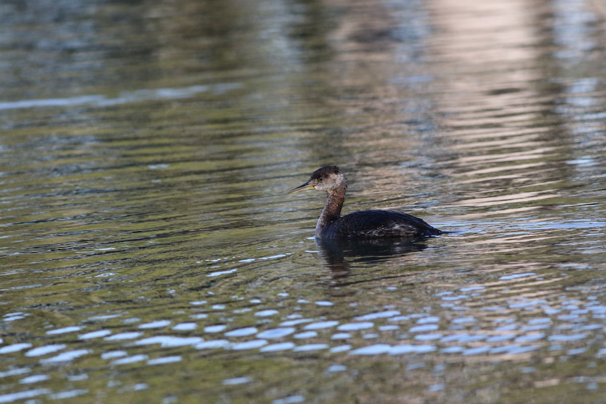 Red-necked Grebe - ML283958781