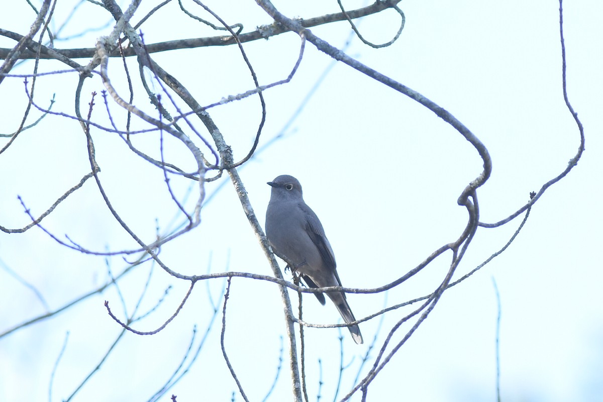 Townsend's Solitaire - ML283962511