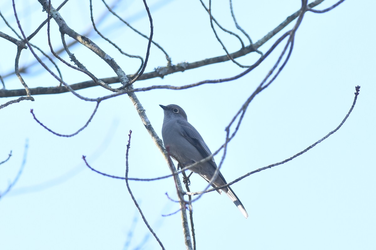 Townsend's Solitaire - ML283962571