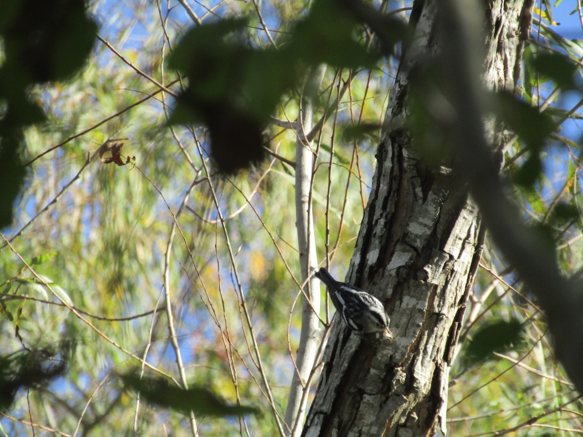 Black-and-white Warbler - ML283963431