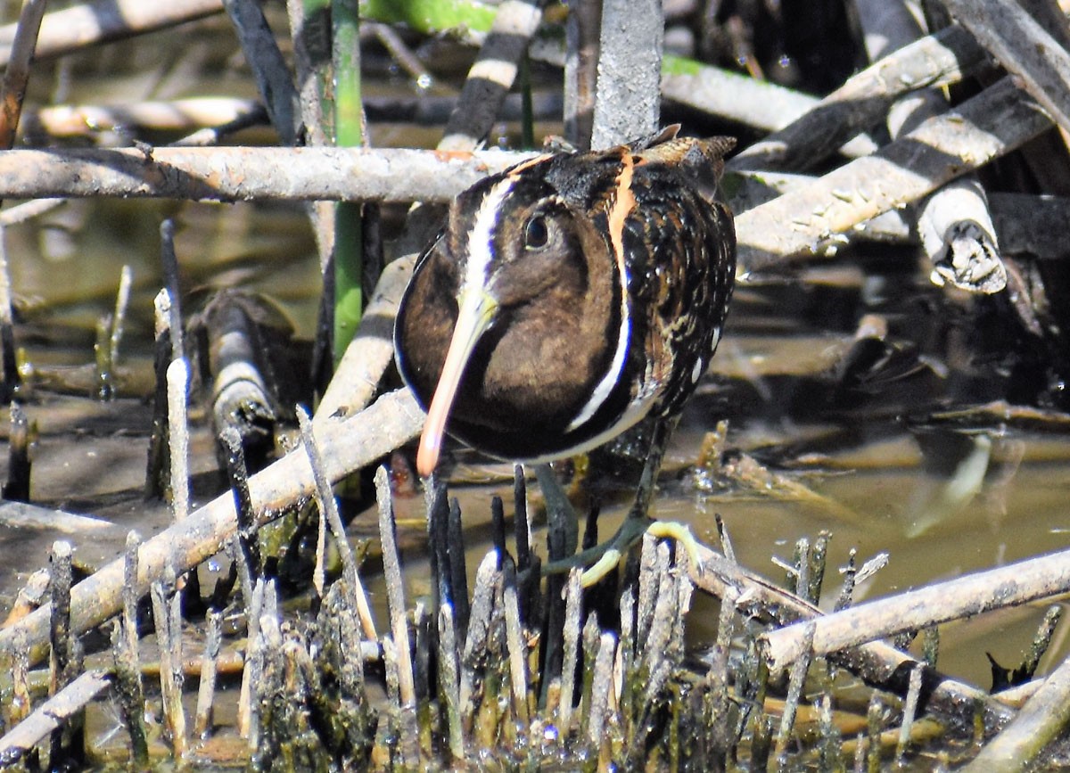 South American Painted-Snipe - ML283967311