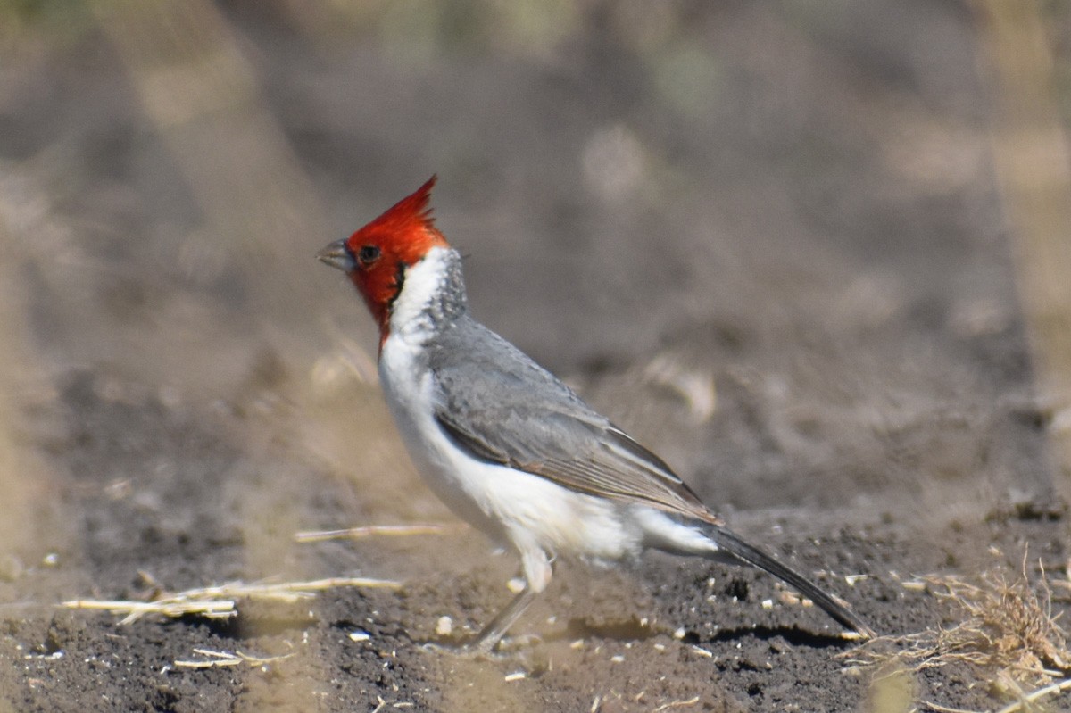 Red-crested Cardinal - ML283970001