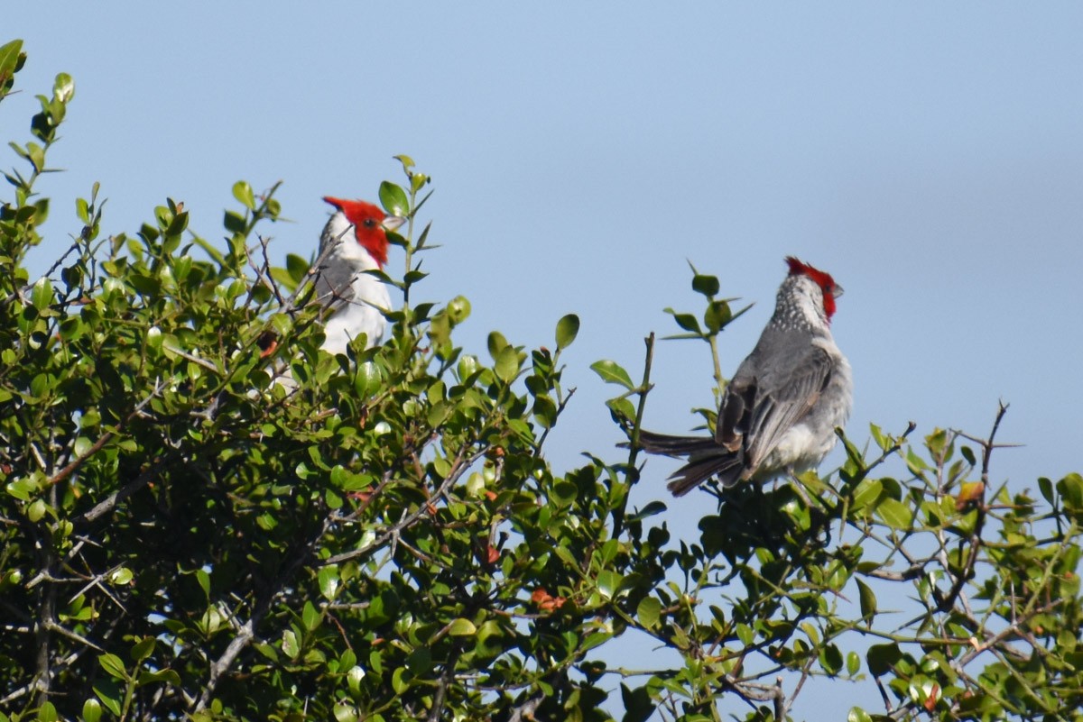 Red-crested Cardinal - ML283970031