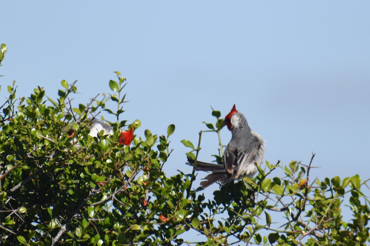 Red-crested Cardinal - ML283970041