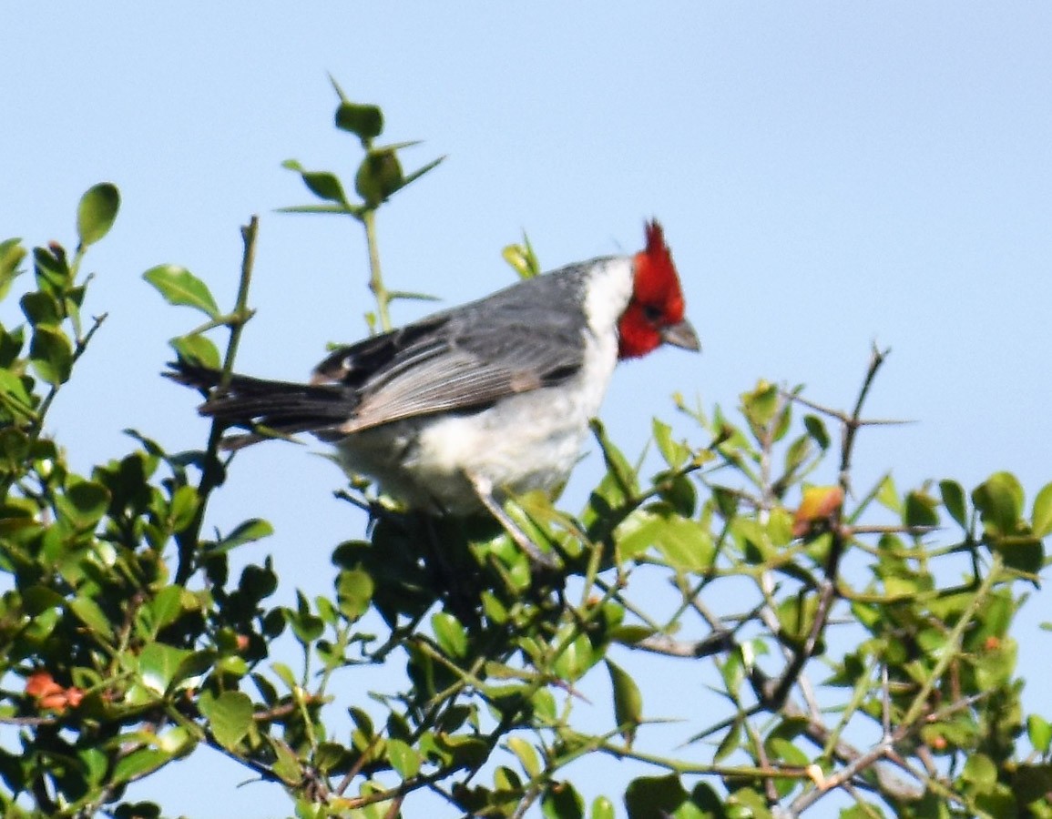 Red-crested Cardinal - ML283970051