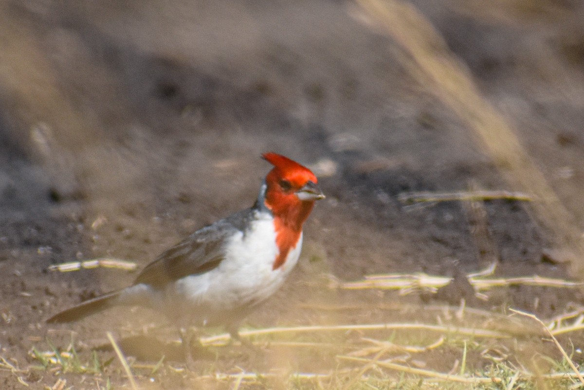 Red-crested Cardinal - ML283970061