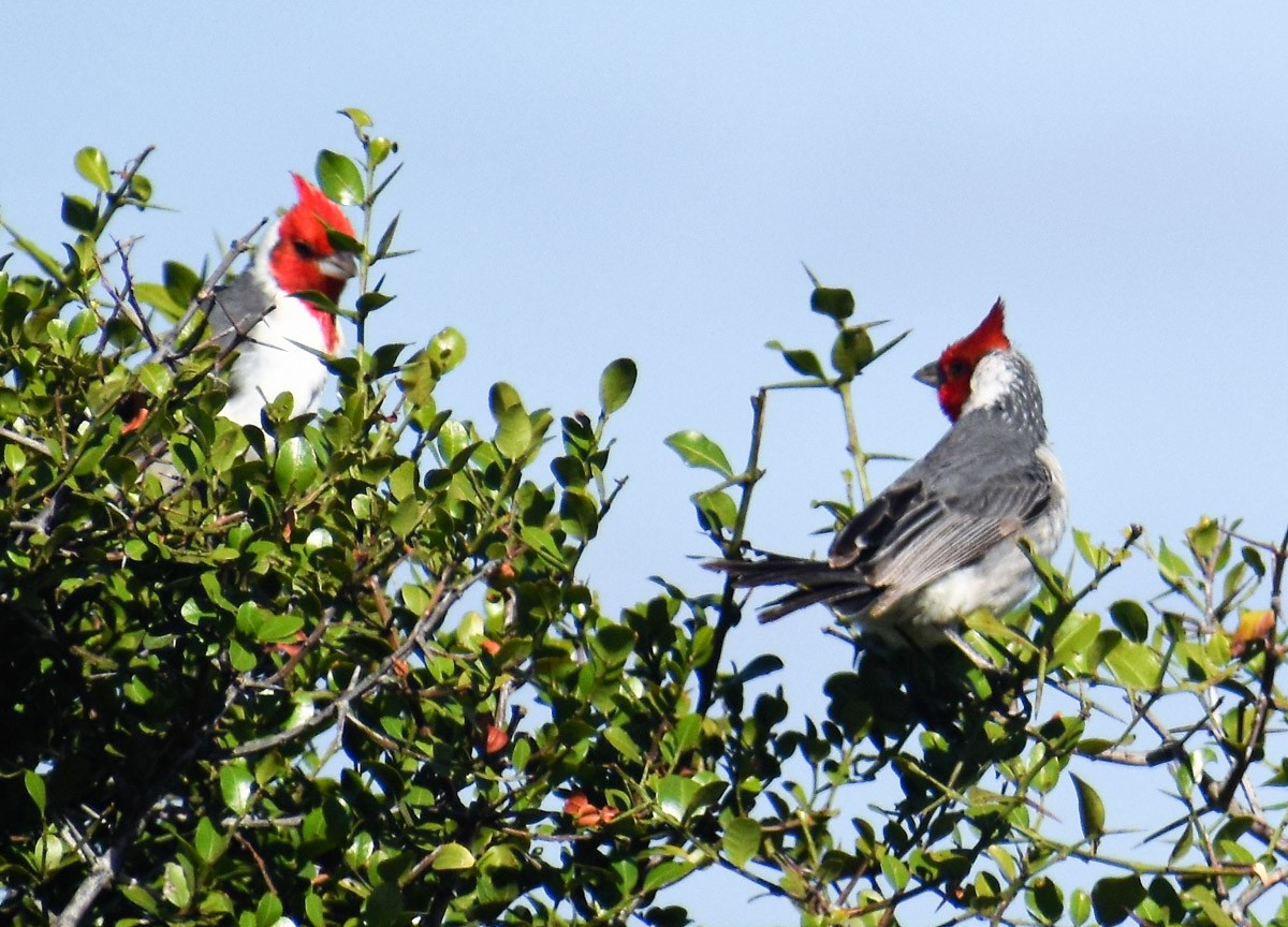 Red-crested Cardinal - ML283970071
