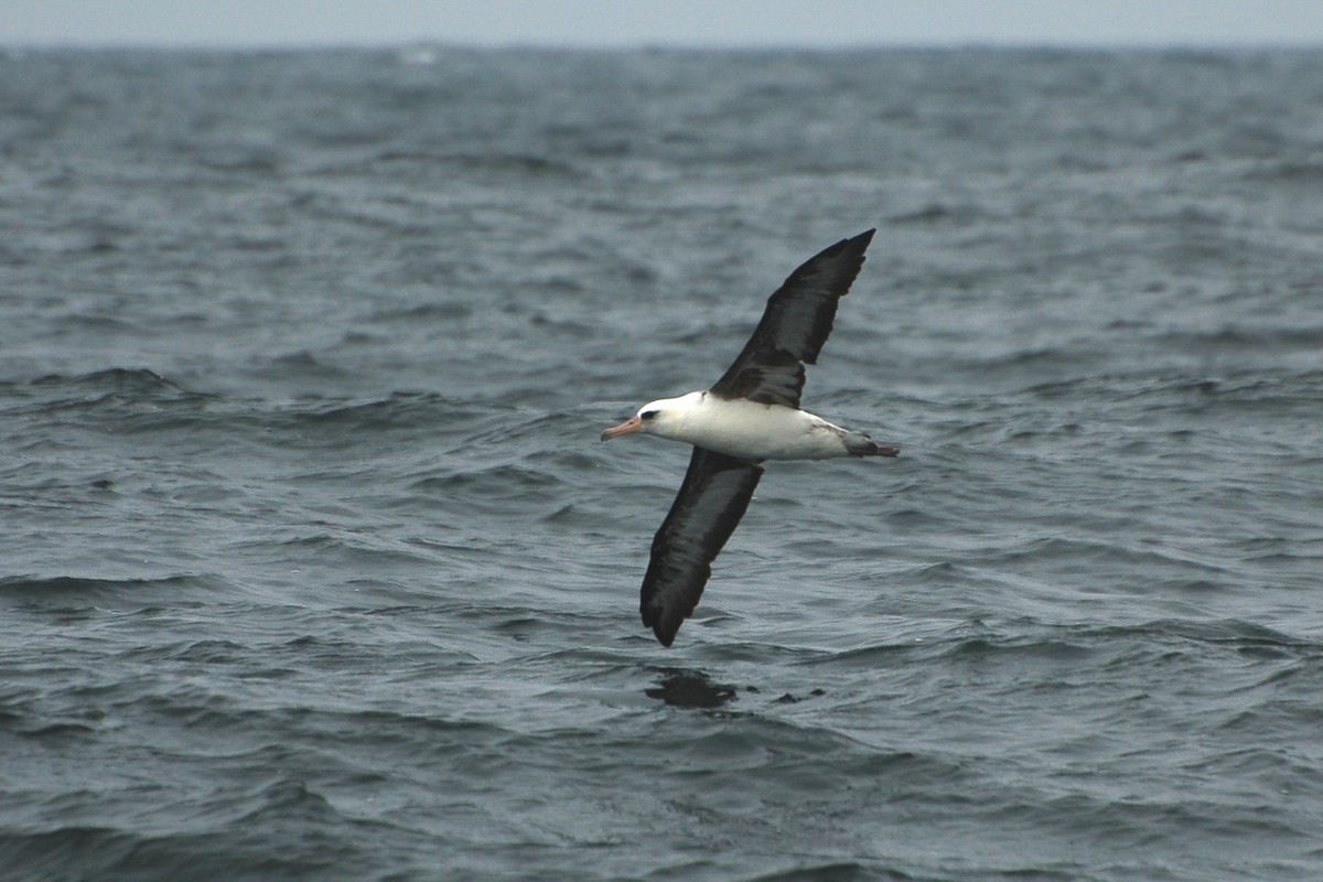 Laysan Albatross - ML283971131