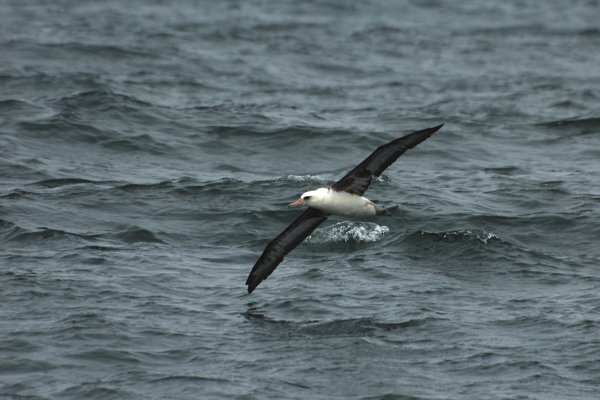 Laysan Albatross - ML283971141