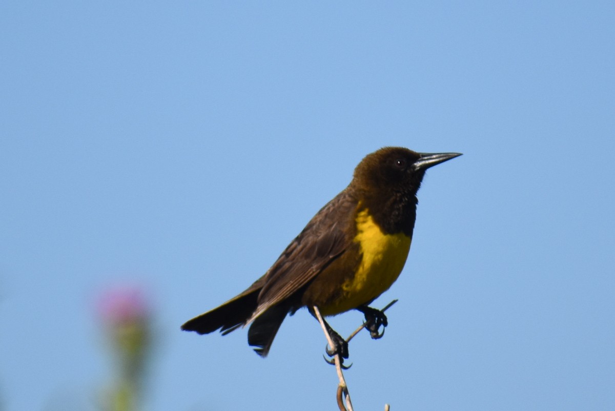 Brown-and-yellow Marshbird - ML283971951