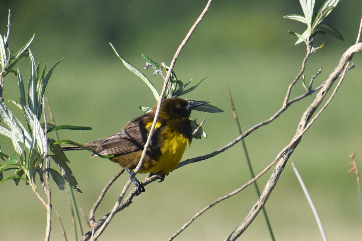 Brown-and-yellow Marshbird - Monica Suarez