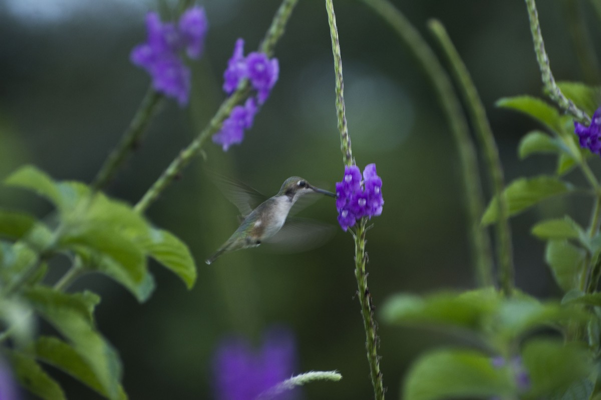 Ruby-throated Hummingbird - Cristhian Ureña