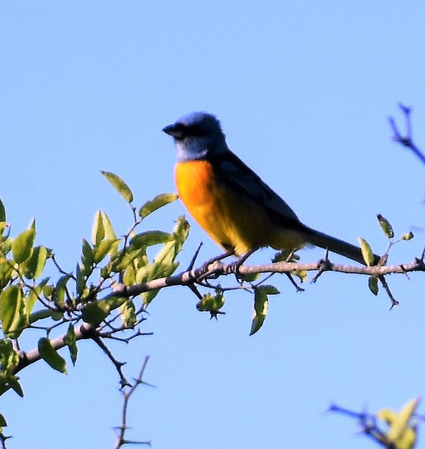 Blue-and-yellow Tanager - ML283976221