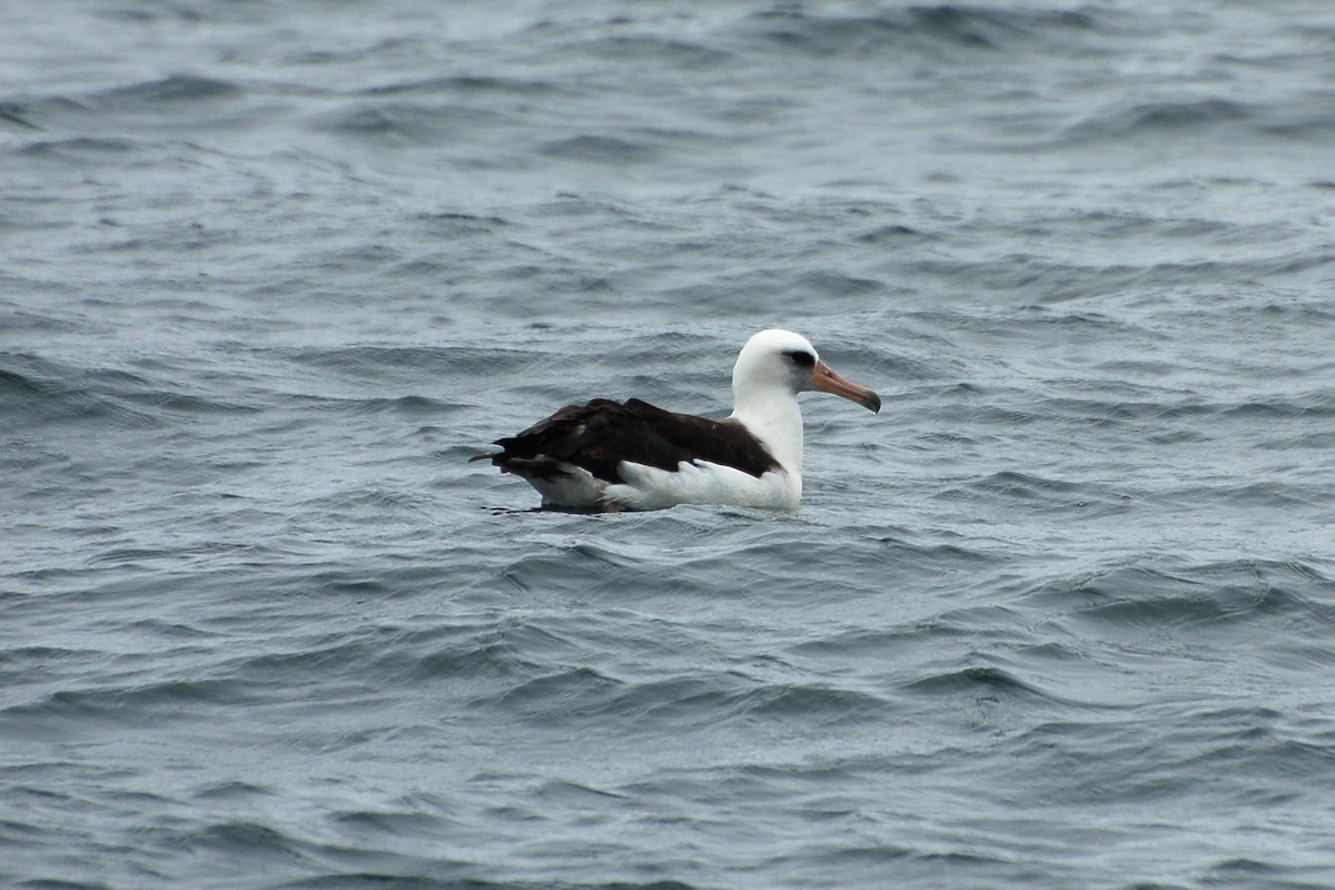 Laysan Albatross - ML283978251