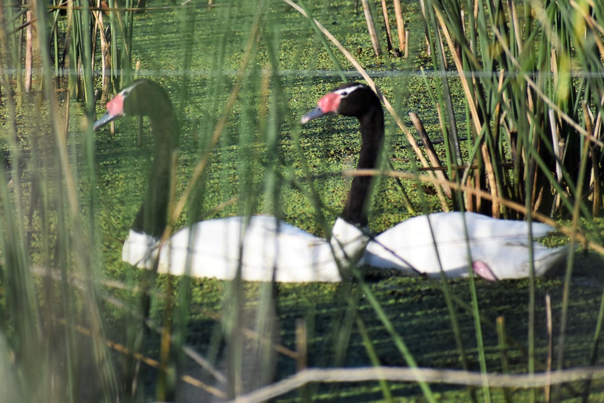 Black-necked Swan - Monica Suarez