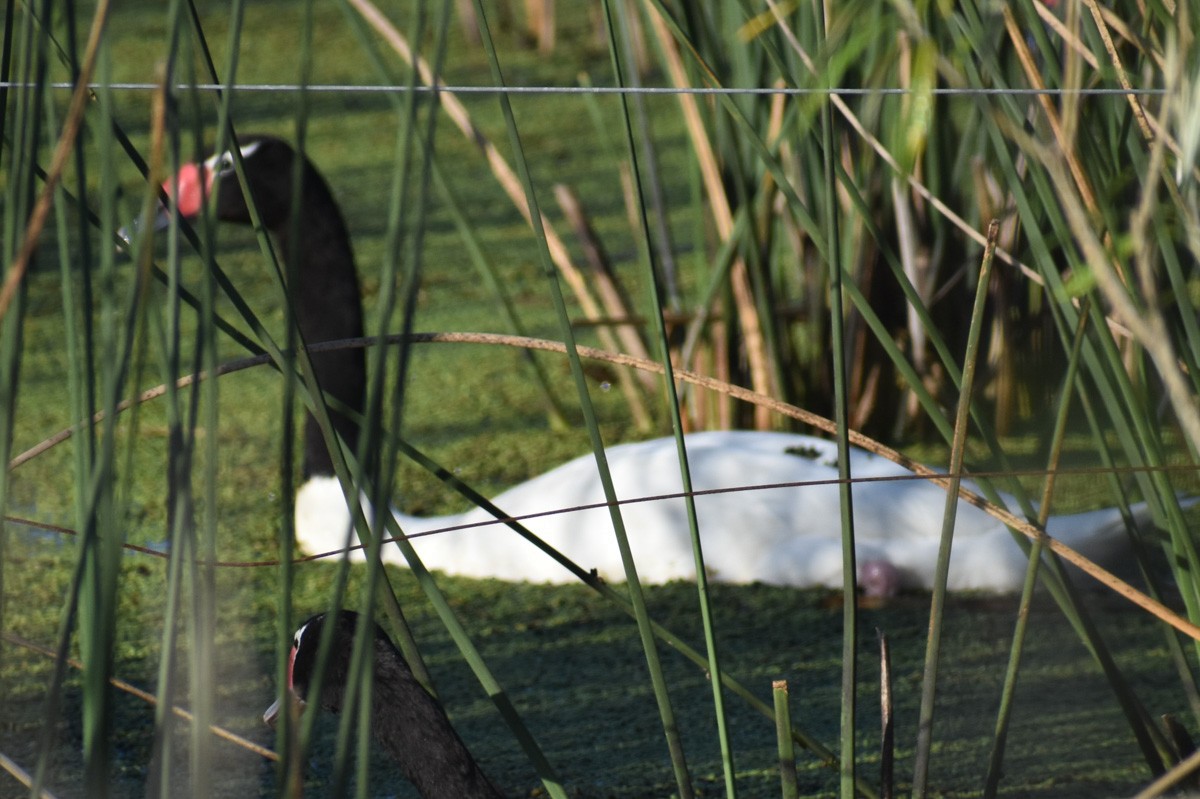 Black-necked Swan - ML283979291