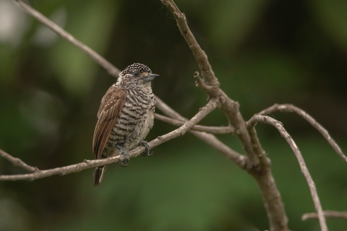 White-barred Piculet - ML283982011