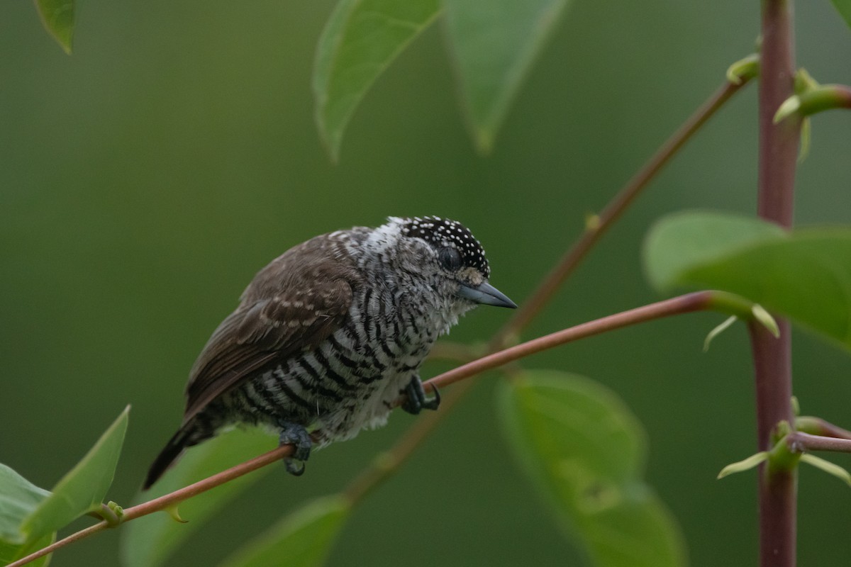 White-barred Piculet - ML283982421