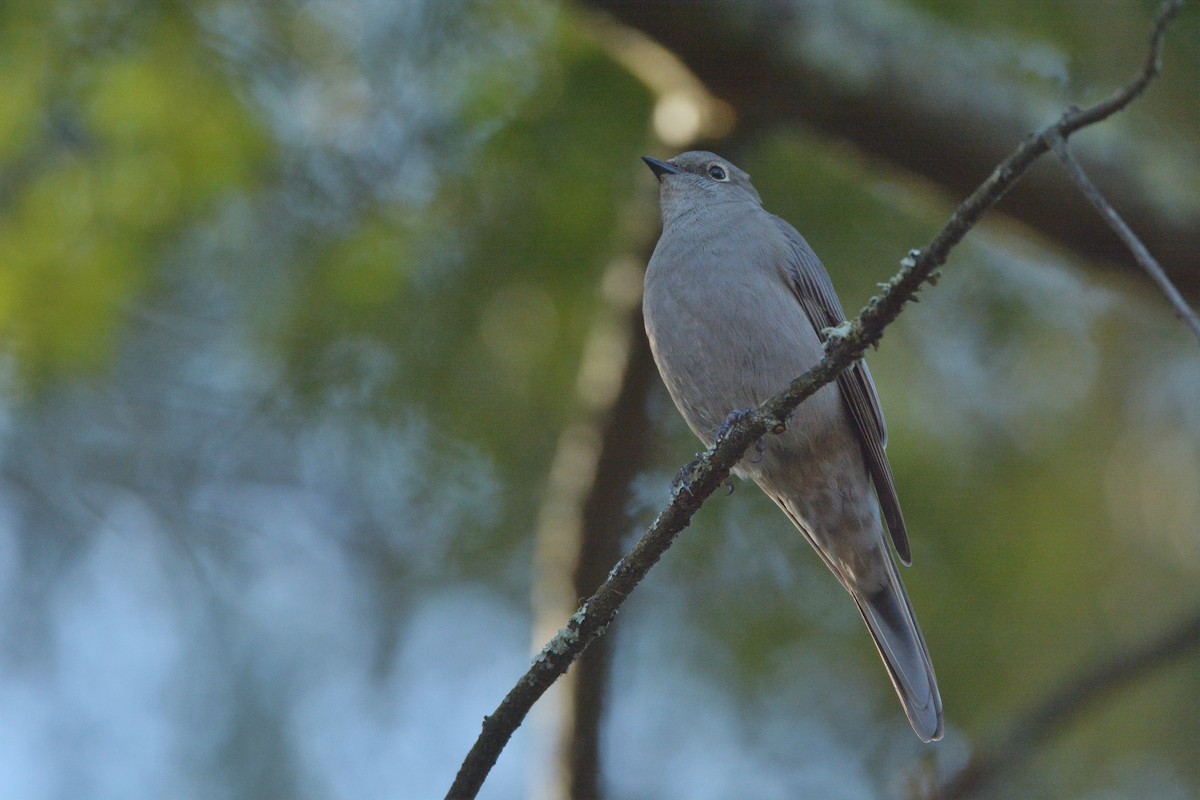 Townsend's Solitaire - ML283987601