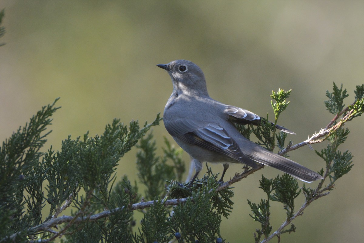 Townsend's Solitaire - ML283987651