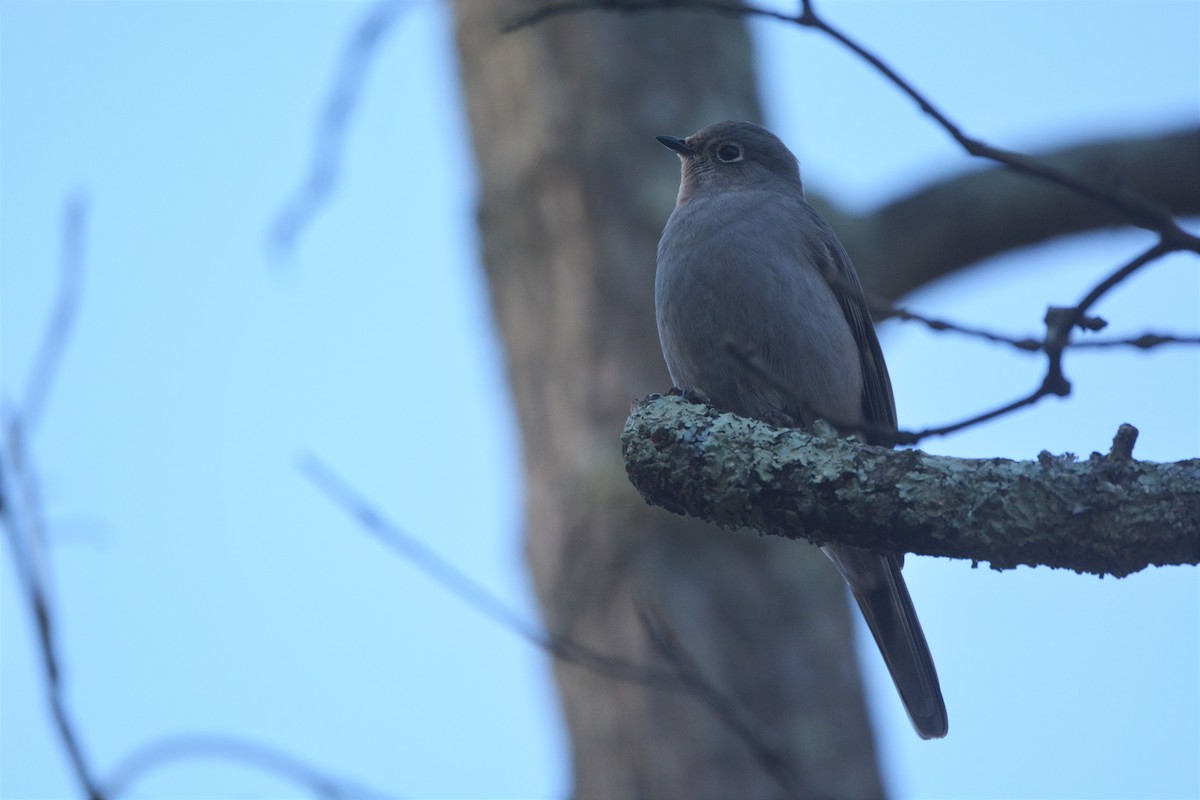 Townsend's Solitaire - ML283987821