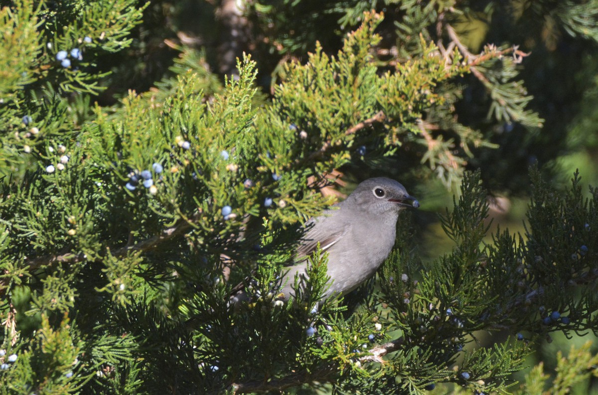 Townsend's Solitaire - ML283992741