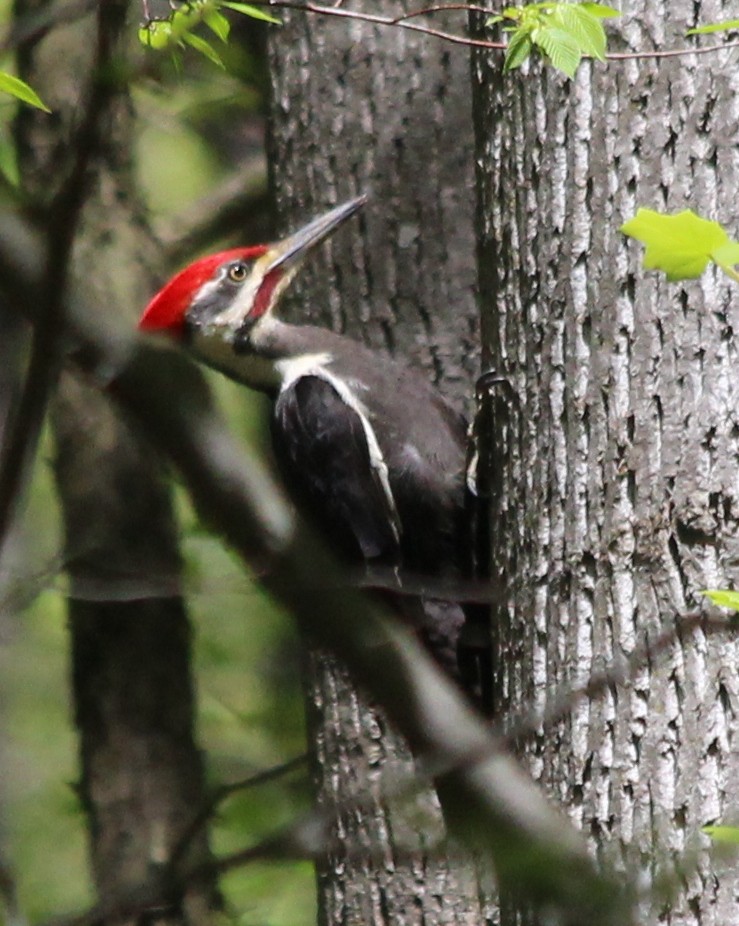 Pileated Woodpecker - kevin dougherty