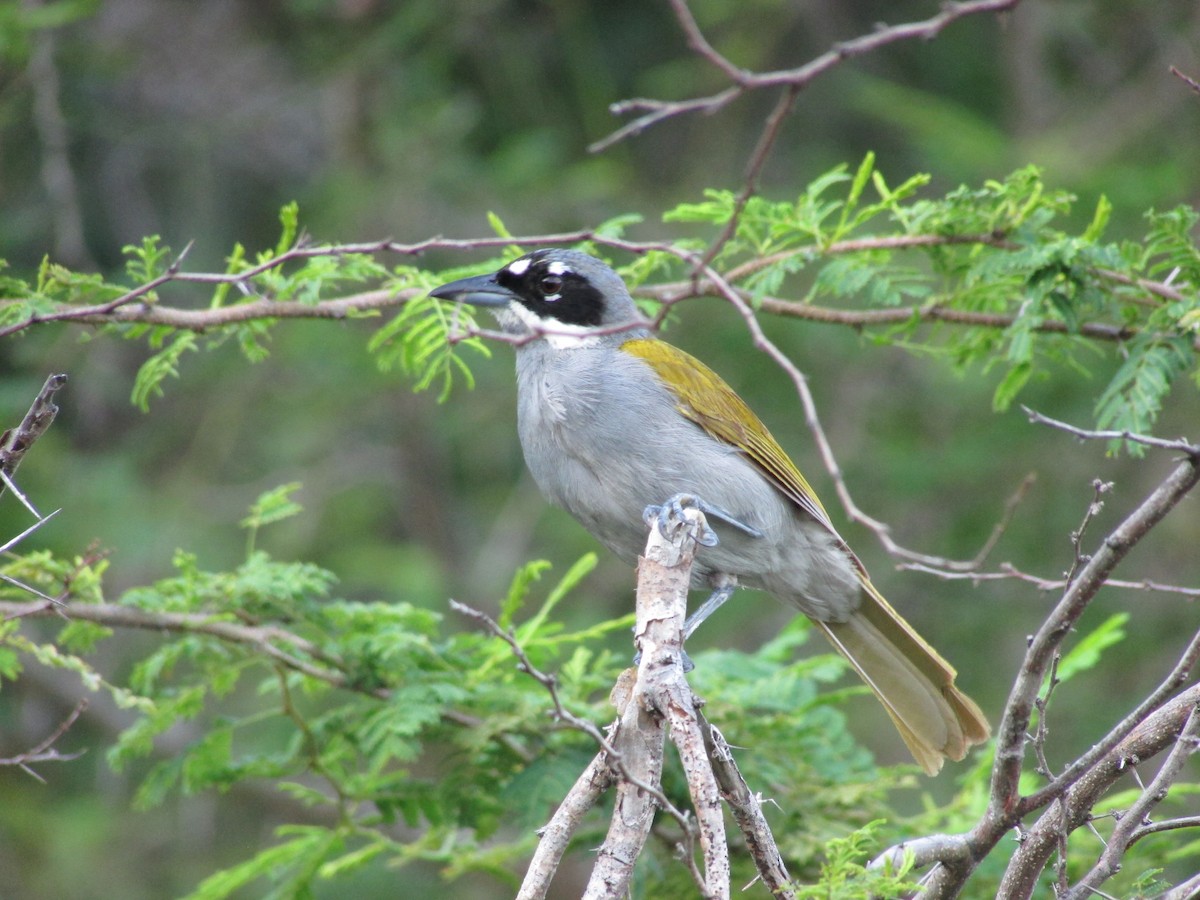 Gray-crowned Palm-Tanager - ML28400241