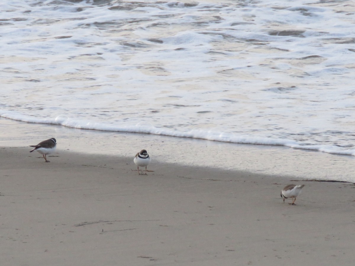 Semipalmated Plover - Ed Stonick