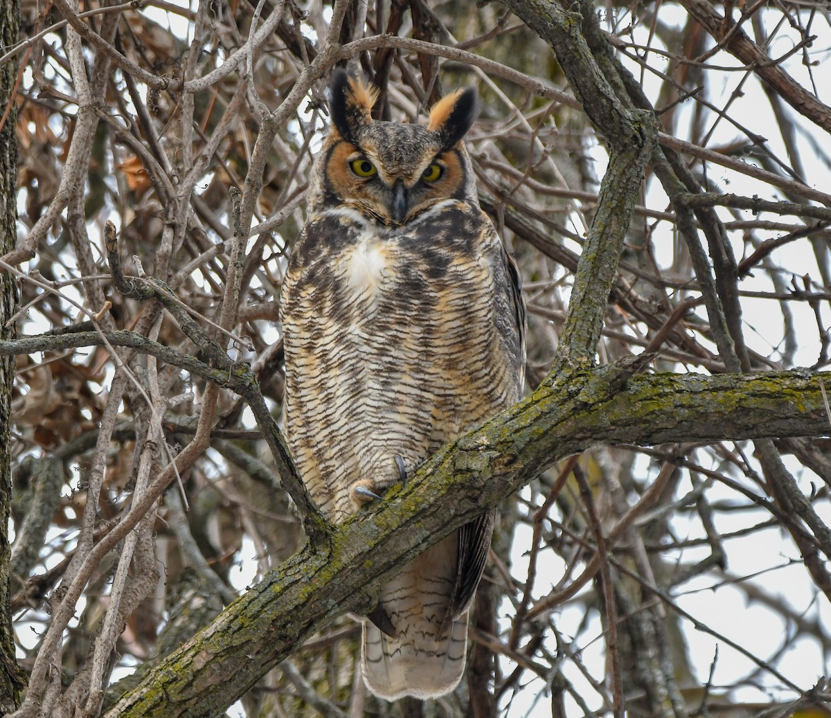 Great Horned Owl - yves dupont
