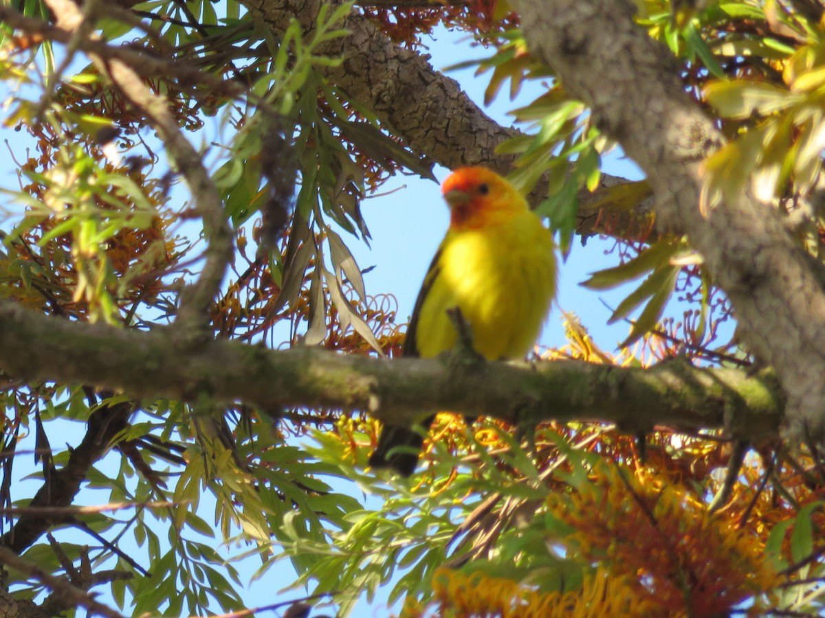 Western Tanager - ML28400841