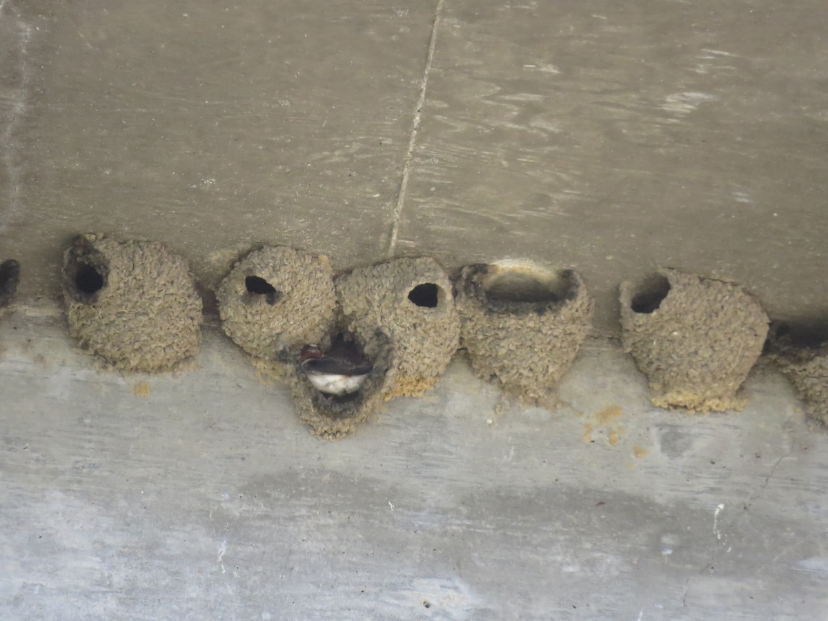 Cliff Swallow - Ed Stonick