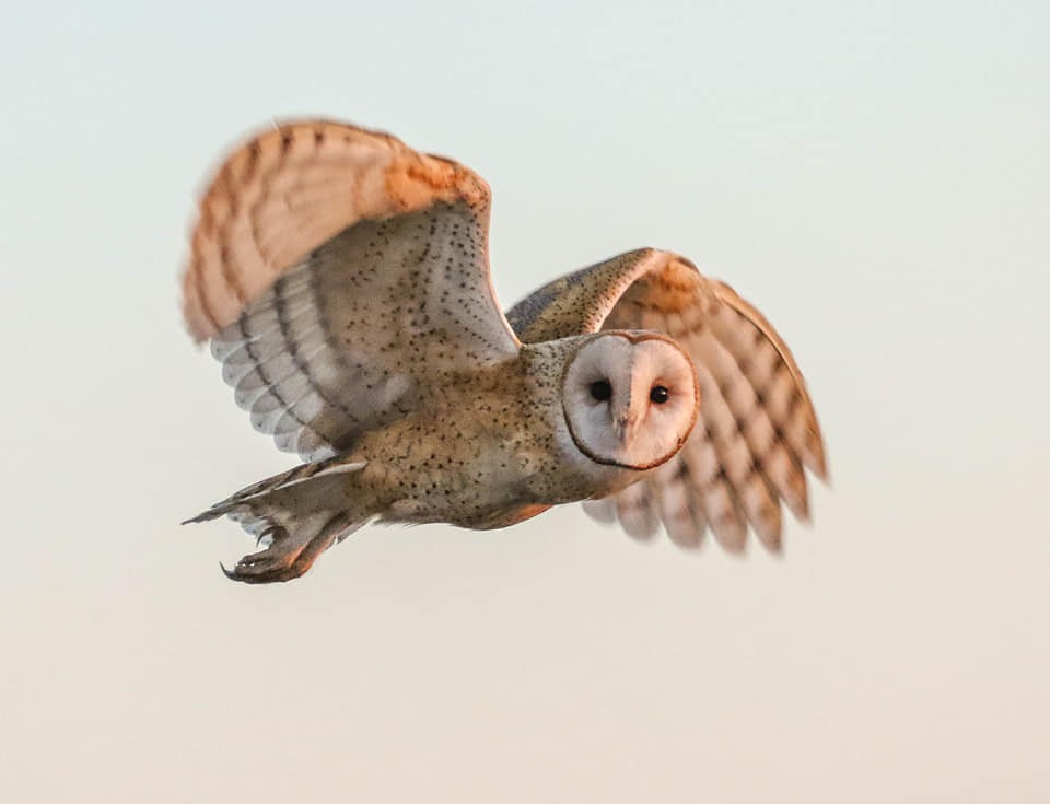 Barn Owl - Brian Peck