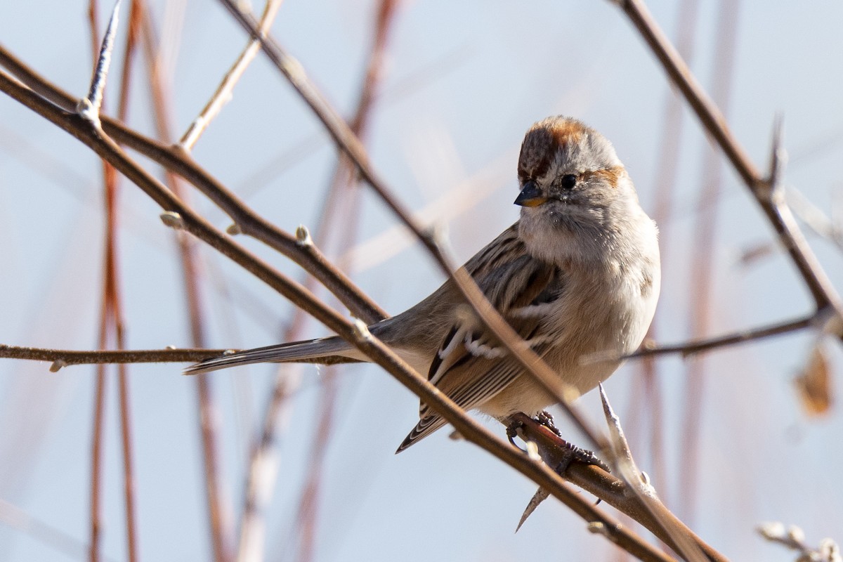 American Tree Sparrow - ML284013891
