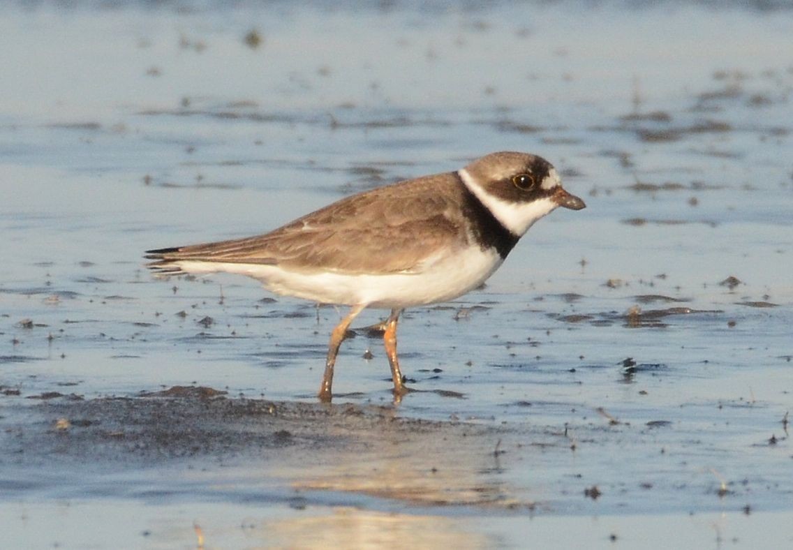 Semipalmated Plover - ML28401421