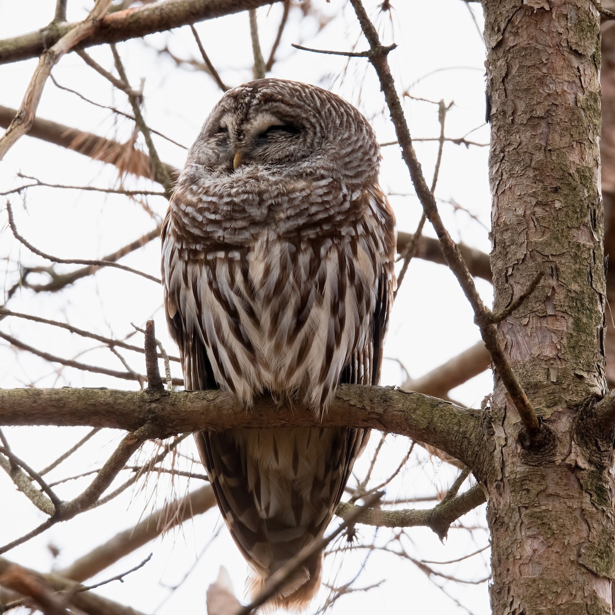 Barred Owl - Shailesh Pinto