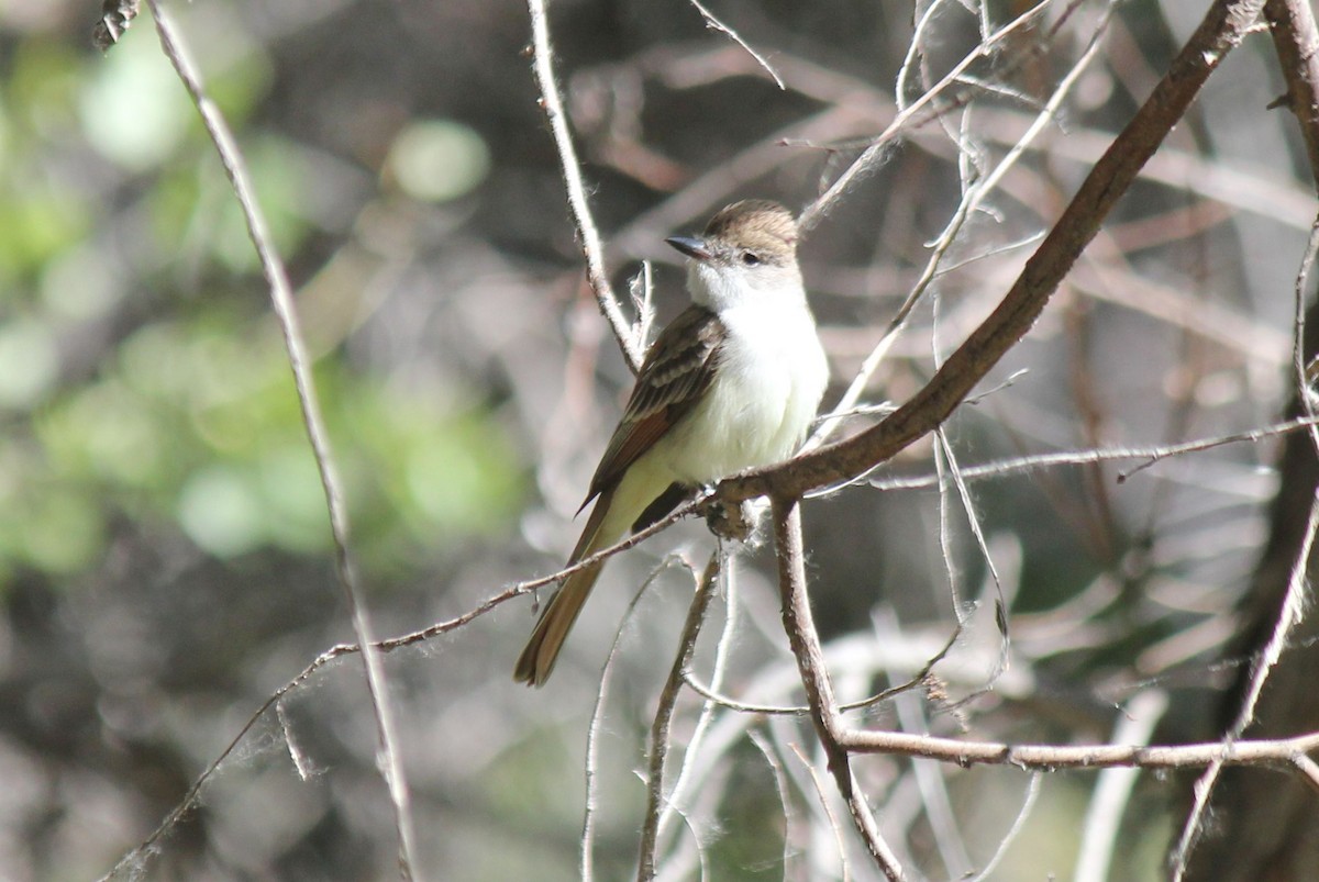 Ash-throated Flycatcher - Brad Rumble