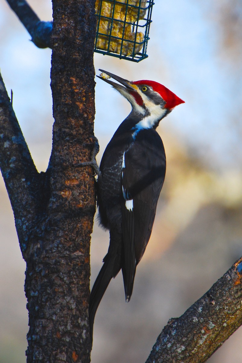 Pileated Woodpecker - ML284024531