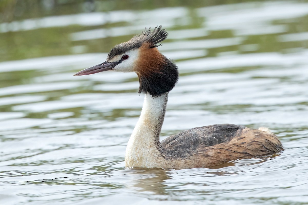 Great Crested Grebe - David Irving